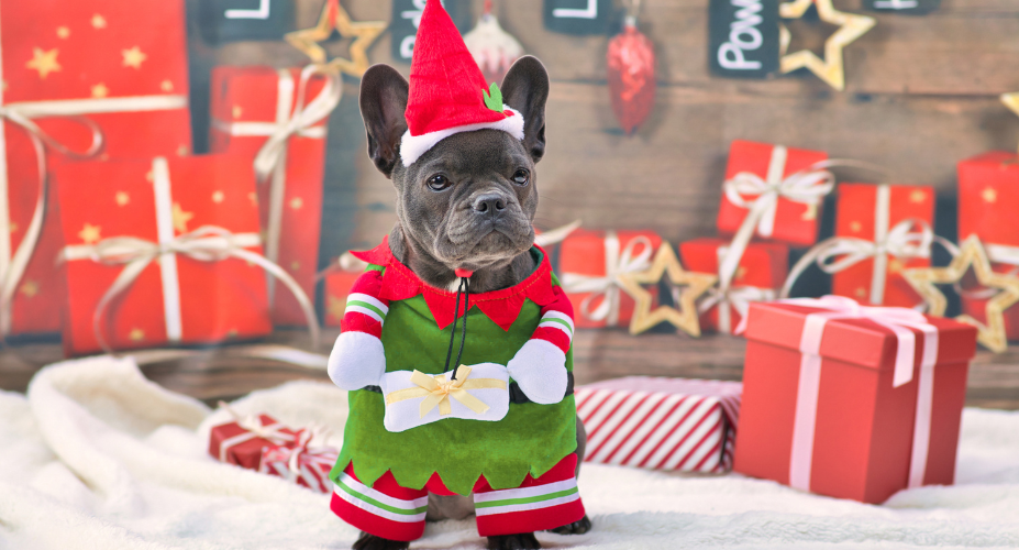 Stitch and French Bulldogs in Art and Merchandise
